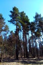 View of tall large spruces in the forest against the sky
