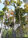 View of tall mahogany trees towering in a villageÃ¯Â¿Â¼