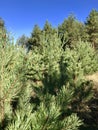 Evergreen Tree and blue sky. Royalty Free Stock Photo