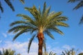 View of tall palm trees against a blue sky with clouds. Palm tree background against the sky, graphic resources Royalty Free Stock Photo