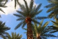 View of tall palm trees against a blue sky with clouds. Palm tree background against the sky, graphic resources Royalty Free Stock Photo