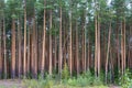 View of tall pine trees in a coniferous forest. Royalty Free Stock Photo