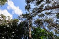 View of tall pines when you look up