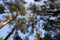 The view of the tall pines when you look up