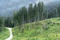 View of tall, spruce trees in the forest against the backdrop of mountains