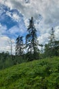 View of tall trees and a dramatic cloudy sky on the lake kinosao trail at riding mountain national park, Manitoba, Canada Royalty Free Stock Photo