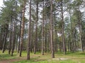 View of tall trees, green garden of trees and preety forest