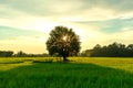 View of tamarind tree in green rice field and evening time