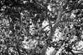 View through a tangle of branches in large tree with white bark and silhouette leaves creating contrast in monochrome