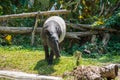 View of tapir