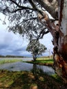 Tapoo Lagoon, Caurnamont, Murray Riverlands Royalty Free Stock Photo