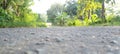 A view of a tarmac road in a rural environment with trees in Sri Lanka on a sunny evening. Royalty Free Stock Photo