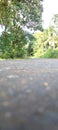 A view of a tarmac road at sunset in a rural setting in Sri Lanka. Clear blue sky, grass and many other plants can be seen . Royalty Free Stock Photo