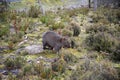 Tasmanian Common Wombat Royalty Free Stock Photo