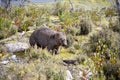 Tasmanian Common Wombat Royalty Free Stock Photo