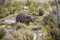 Tasmanian Common Wombat Royalty Free Stock Photo