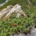 View of Tatra Mountains from hiking trail. Poland. Europe. Royalty Free Stock Photo