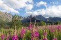 View of the Tatras mountains and colorful flowers in Gasienicowa valley