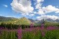 View of the Tatras mountains and colorful flowers in Gasienicowa valley