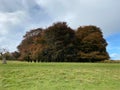 A view of Tatton Park in the Autumn sunshine