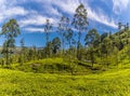 A view of tea bushes stretching across undulating hills on a plantation in upland tea country in Sri Lanka, Asia