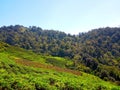 A view of a tea garden in the mountainous area of West Java Royalty Free Stock Photo