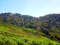 A view of a tea garden in the mountainous area of West Java