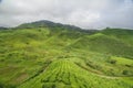 View of the tea plantation / Cameron highlands / Landscape Royalty Free Stock Photo