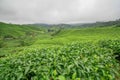 View of the tea plantation / Cameron highlands / Landscape Royalty Free Stock Photo