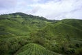 View of tea plantation during the day in Cameron Highland, Malaysia Royalty Free Stock Photo