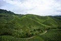 View of tea plantation during the day in Cameron Highland, Malaysia Royalty Free Stock Photo