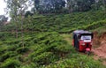 View on tea plantation in Ella Sri Lanka.