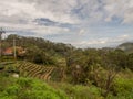 View for the tea plantation Royalty Free Stock Photo