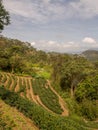 View for the tea plantation Royalty Free Stock Photo