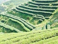 Tea plantation on Mae Salong hill in Chiang rai, Thailand