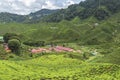 The view of tea plantation with people working at Bharat Tea Plantation in Cameron Highlands, Malaysia.