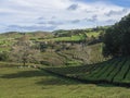 View on tea plantation rows at tea factory Cha Gorreana with group of workers harvesting tea leaves to the canvas bags Royalty Free Stock Photo