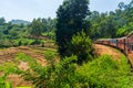 The view of Tea plantation of Sri Lanka Royalty Free Stock Photo