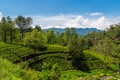 The view of Tea plantation of Sri Lanka Royalty Free Stock Photo