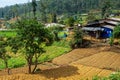 The view of Tea plantation of Sri Lanka Royalty Free Stock Photo