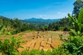 The view of Tea plantation of Sri Lanka Royalty Free Stock Photo