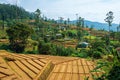 The view of Tea plantation of Sri Lanka Royalty Free Stock Photo