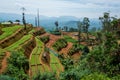 The view of Tea plantation of Sri Lanka Royalty Free Stock Photo