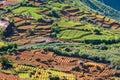 The view of Tea plantation of Sri Lanka Royalty Free Stock Photo