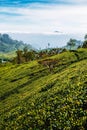 View of tea plantation, Sri Lanka. Landscape of green fields of tea with mountains on background. Lipton`s Seat Royalty Free Stock Photo