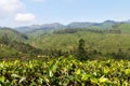 View of tea plantation valley in Munnar Royalty Free Stock Photo