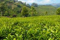 View of tea plantation valley in Munnar Royalty Free Stock Photo