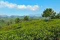 View of tea plantation valley in Munnar Royalty Free Stock Photo
