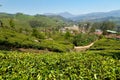 View of tea plantation valley in Munnar Royalty Free Stock Photo