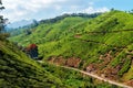 View of tea plantation valley in Munnar Royalty Free Stock Photo